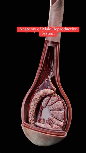 Anatomy of male Reproductive System | Medical Talks