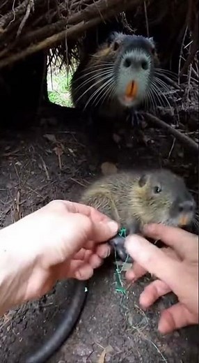 Hands Peeling Netting in a Tight Forest Den