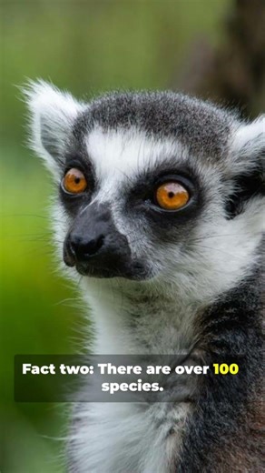 7 Lemur Facts You’ll Love !