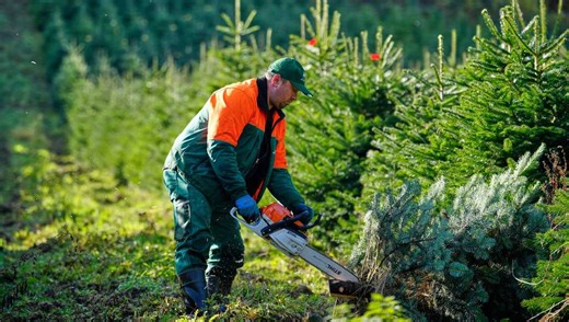 Tannenbaum time: Christmas harvest begins in Germany, where some say decorating trees began
