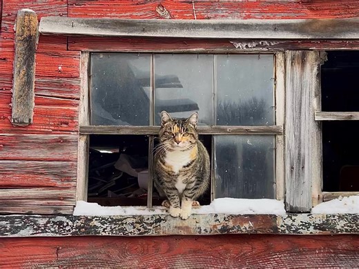 Sunshine shares a bit of her wintery wisdom as she follows me around on my morning rounds… | Benjamin William Payne