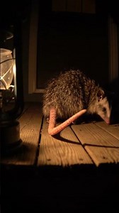 Animal in CCTV V31 #cuteanimals #animalcctv #homesecurity #funnypets