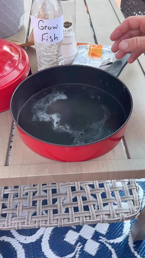 Things they come out with #funny #fish #pet | Jason the Great