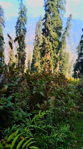 8K views · 754 reactions | BEAUTIFUL VIEW OF FOREST ❤️ #villagelife #mountainlife #fblifestyle | Beauty Of Nature | Facebook