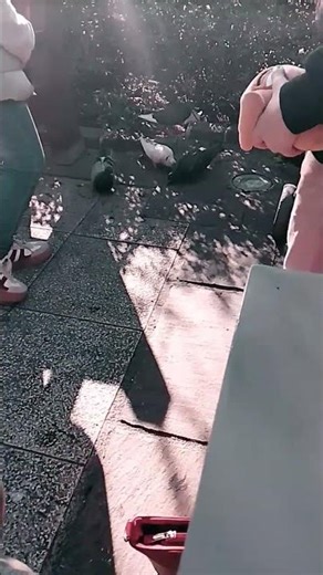 bird swarm for a Pringle