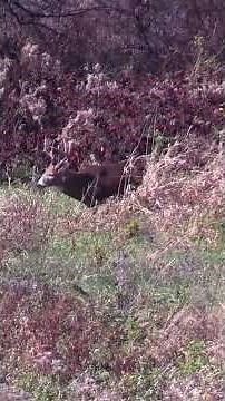 Camera Roll highlights 2025 #whitetailbuck #wildlife #deer #hunting #deerseason #nature