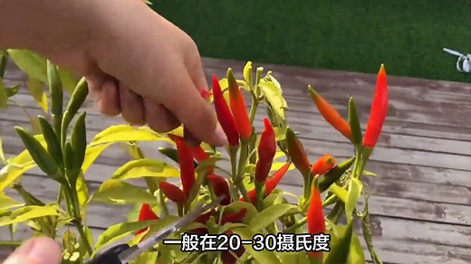 朝天椒种植方法与技术