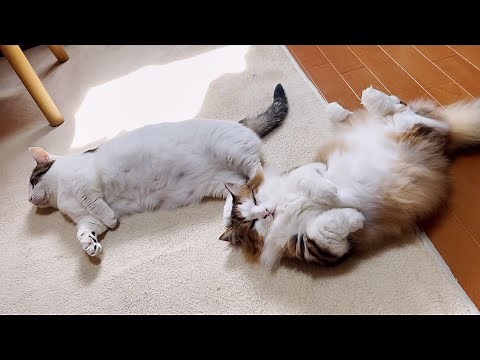 My cat lays down in a hurry when he sees the cat lying down.