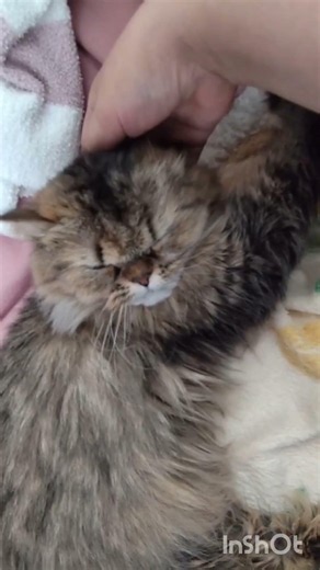 ぽぽちゃんは我が家で一番の甘えん坊さんです#チンチラゴールデン#猫動画 #cat #子ネコ #好きな子猫 #赤ちゃん #pets