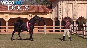 Documentaire | Maroc, le royaume du cheval