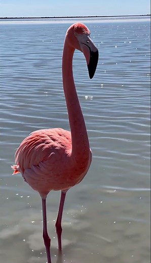Vibrant Flamingo Sound 🦩🌊🎵