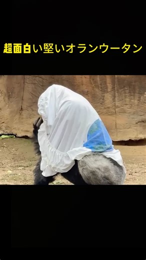 超面白い金剛オランウータンの世界