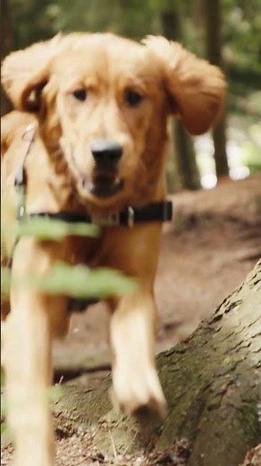 Dog TV for Dogs Alone 🌲 Forest Walk & Calming Music | Nature Sounds to Relax Dogs #dogtv #dogvideo