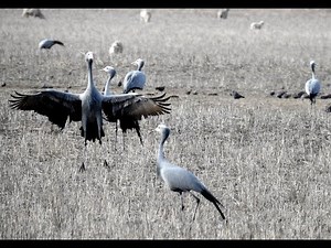 Blue Crane - Filmed by Greg Morgan