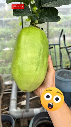 Giant Granadilla : The World’s Biggest Passion Fruit? 😨 #harvest #passionfruit