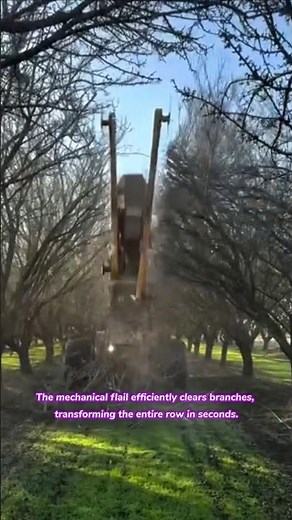 Perfect Pruning! ✂️ Giant Tree Shredder Clears the Orchard #farming #farm #agriculture #orchard