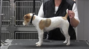 Quick and easy pet trim on a Parsons Russell terrier | Grooming Professors