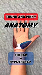 16K views · 262 reactions | Thenar and hypothenar ms of the hand #fypシviralシ2024fypシviralシ2024 #fypシviralシ2024 #viralreelsシ #fyp #physicaltherapystudent #physicaltherapy #PTRP | PislitTherapist | Facebook