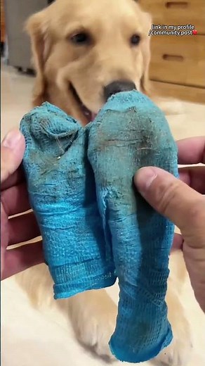 🐶 Tired of cleaning muddy paw prints?This is the ultimate pet product you need!