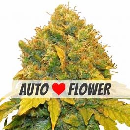 Buy Banana Kush Autoflower Seeds | Germination Guarantee