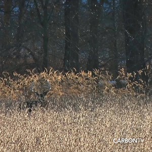 8.7K views · 111 reactions | 175"! Korey O'Day shoots a giant 10 pointer that was a regular on his trail cameras! See the full episode of Realtree Outdoors®' #ChasingNovember HERE bit.ly/2ymMoEi #Realtree I #BuckHunting I #DeerHunting | CarbonTV | Facebook