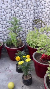 3.4M views · 70K reactions | बहु साग बनादे 藍 #facebookreel #comedy #funny #masti #memes #hasimazak #saasbahucomedy #bhagohansiaayi #newcomedy | Bhago Hansi Aayi | Facebook