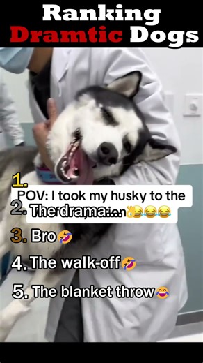 Ranking Dramatic Dogs😂#shorts #ranked #dogshorts