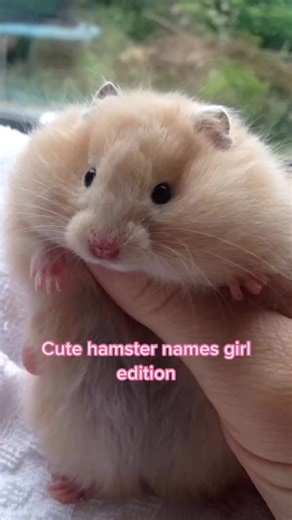 Cute Hamster Names for Girls: Coco, Mocha, Maggy, Lily, Beans