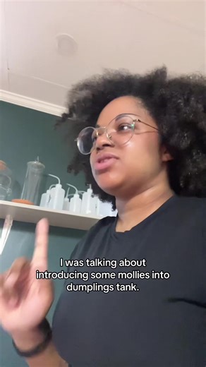 Putting mollies in with my arrowhead puffer....good idea...bad idea? PSA they are meant to be feeders, not friends 🥲 Dumpling is not one who appreciates friendship