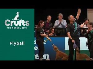 Flyball Competition - Last 16 | Crufts 2023