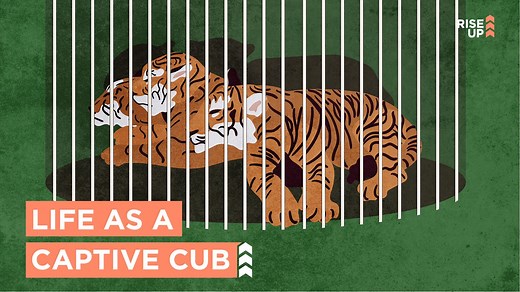 There are more tigers in captivity in the U.S. than there are in the wild in the entire world. Here’s the story of Noelle, a tiger saved after years in a roadside zoo. | Rise Up