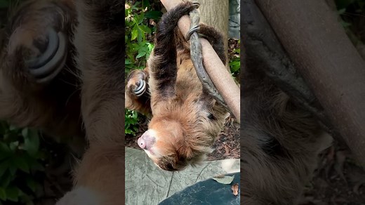 Sloth moves slowly along the forest branches