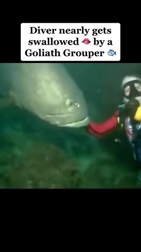 #goliathgrouper hunts this diver underwater 🤿🤿🐟🐟 #foryou #fypシ #foryoupage #seaman #ocean #giantfish #underwater #aqua #scubadiving #viralvideo #xyzbca #abcxyz #trending