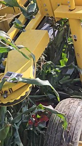 10K views · 1.9K reactions | Sweet corn is on sale. No holds, no prepaid, and first come, first served. 4 dozen green bags $16. Time to get corn put up for the winter. We have customers that freeze corn on the ear. We prefer to shuck it, cut it off the cob, and package it in freezer bags. | Wilson Farm Market | Facebook