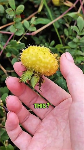 What Kind of Fruits?!