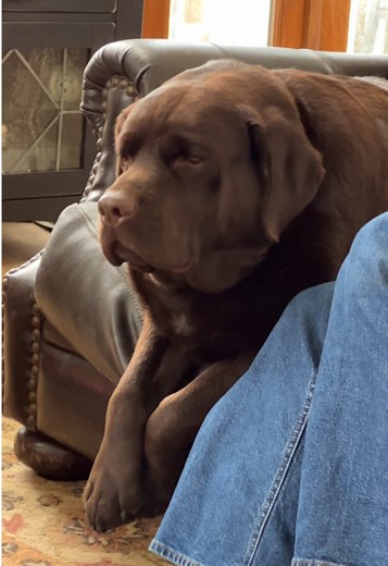 Adorable Chocolate Labrador Listening to Storytime with Sisters
