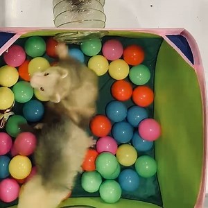 Ferrets are funny. Watch more here! 😀 Whether you have never seen a ferret before or you are a ferret fan, we think you will enjoy our collection of funny ferret videos. Like, follow and share! | The Family Ferret