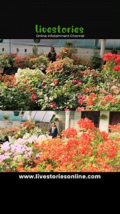 Colorful Bougainvillea Varieties 🌺🌸 | Livestories