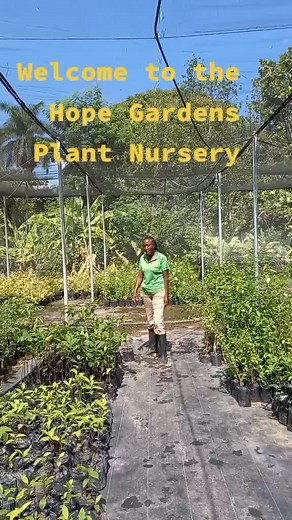 welcome to the Hope Gardens Plant Nursery where you can find the widest variety of plants 🌴✅