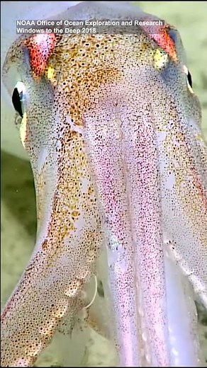 How Squids "Talk"