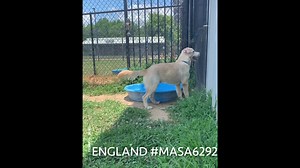 3.7K views · 117 reactions | England #MASA6292 is a 7-month-old,...