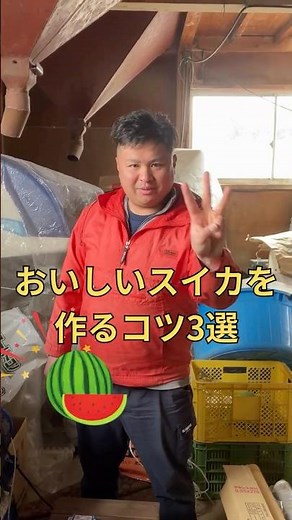 🍉プロ直伝！おいしいスイカを育てる3つのコツ👇①水は控えめ②摘果しっかり③焦って収穫しないスイカを作る際には、ぜひやってみてください。✨#秋田 #つちやすいか店 #shorts