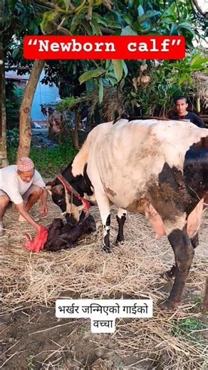 Newborn calf #NewbornCalf #CalfBirth #AnimalLovers