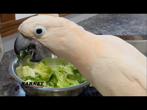 Your Chef today will be making a tossed Caesar salad, with homemade dressing and seasoned croutons 😋