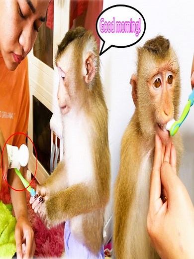 Monkey Lyly's morning routine, but today is different#beautiful #monkeydluffy #monkeycute #babymonkey #monkeyface #lovely #monkey #cute #animals #animalsbaby #poormonkey #monkeycry #funny #funnyvideo #cuteanimals | Family Monkey Vola