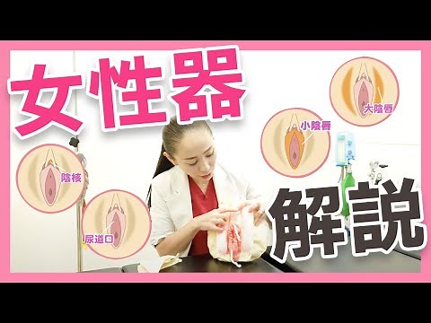 [Delicate zone] We tried explaining the female genitalia using a model!