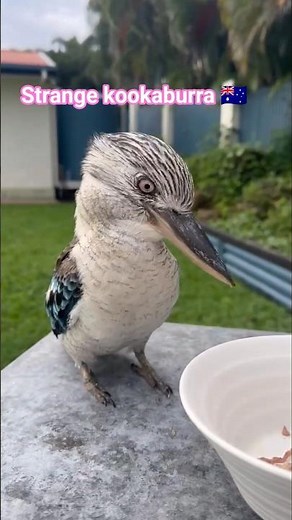 Why Kookaburras look weird? #kookaburra #wildlife #birdsofaustralia