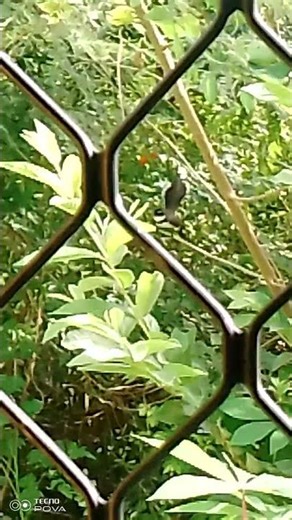 when u heard a bird tweeting, nndot kaayo pamenawun jud