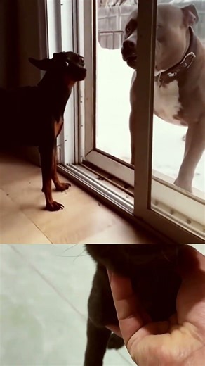 CAT vs DOG #dog #cat