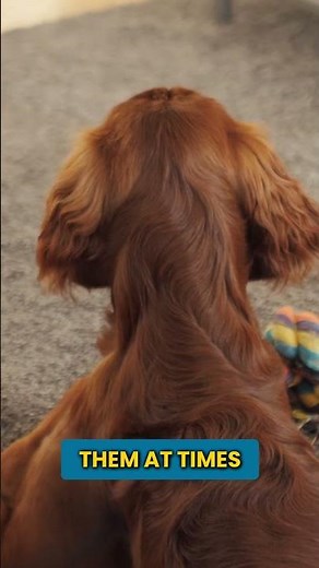 Mastering Puppy Training With Kids In The House